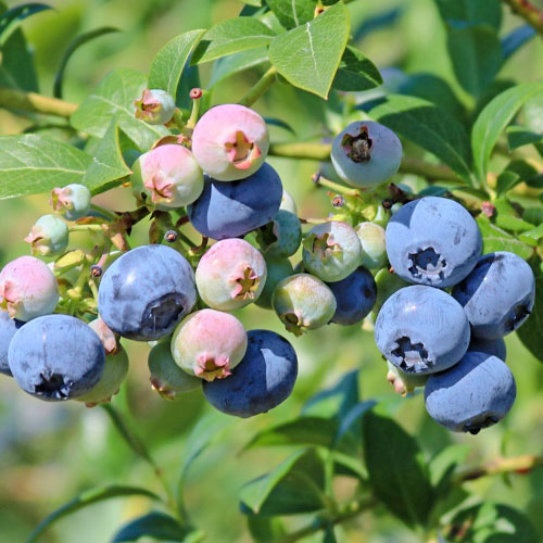 Áfonya fekete Nelson kép 1 termék 9295