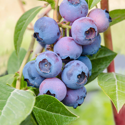 Áfonya fekete Patriot termék fotó 1 Áfonya fekete Patriot kép 1 termék 9296