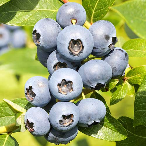 Áfonya fekete Reka kép 1 termék 9326