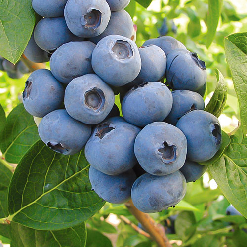 Áfonya fekete Toro kép 1 termék 9298