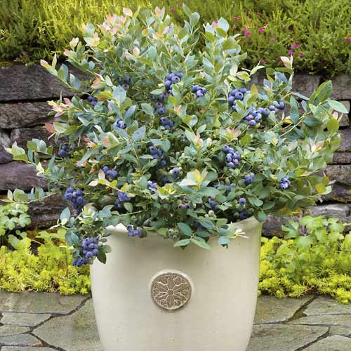 Áfonya Goldtraube, C6 kép 1 termék 7715