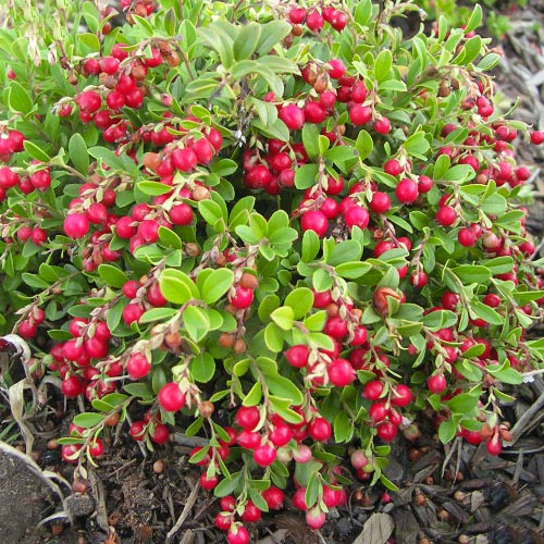 Áfonya Koralle kép 1 termék 9207