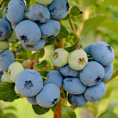 Áfonya New Hanover, P9 kép 1 termék 1580