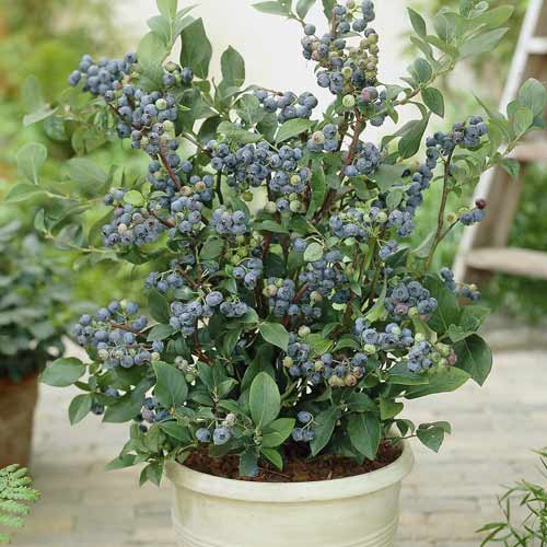 Áfonya Northland, C7 kép 1 termék 7716