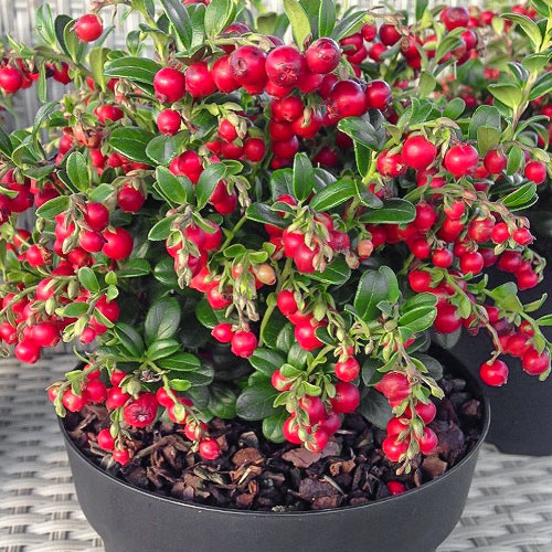 Áfonya Stevens termék fotó 1 Áfonya Stevens kép 1 termék 9236