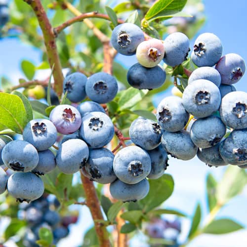 Áfonya Sweetheart, P9 kép 1 termék 1581