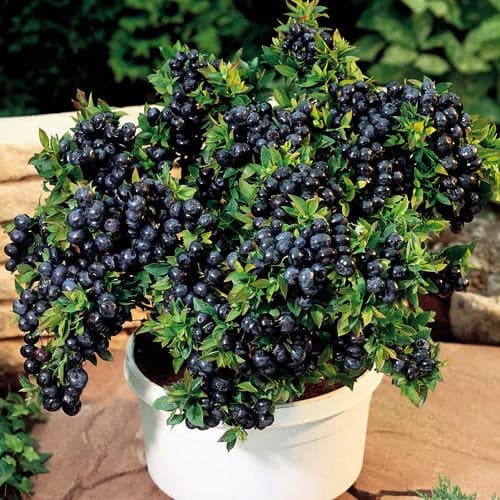 Áfonya Top Hat, P9 kép 1 termék 9243