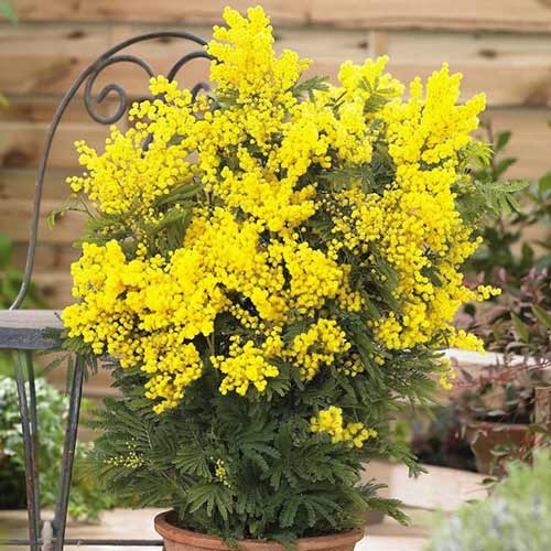 Akácia Dealbata Mimosa kép 1 termék 76633