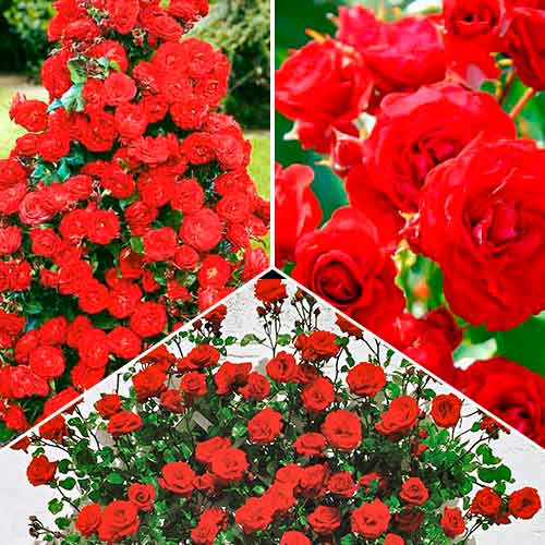 Akciós csomag! A tűz varázsa rózsák, 3 fajtából álló készlet kép 1 termék 5211