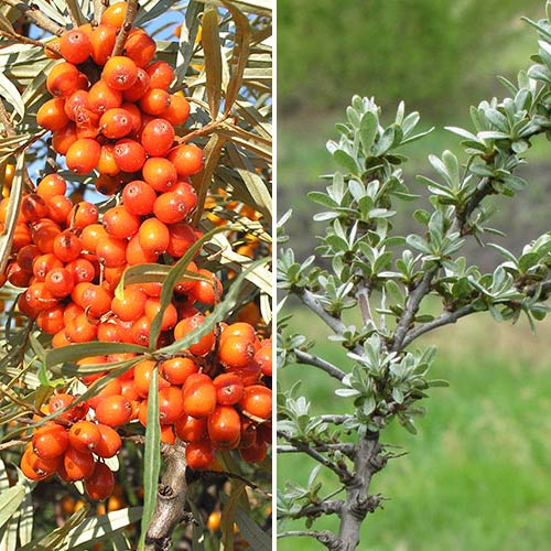 Akciós csomag! Altai Homoktövis: 1 db hím + 1 db nőstény termék fotó 1 Akciós csomag! Altai Homoktövis: 1 db hím + 1 db nőstény kép 1 termék 9285