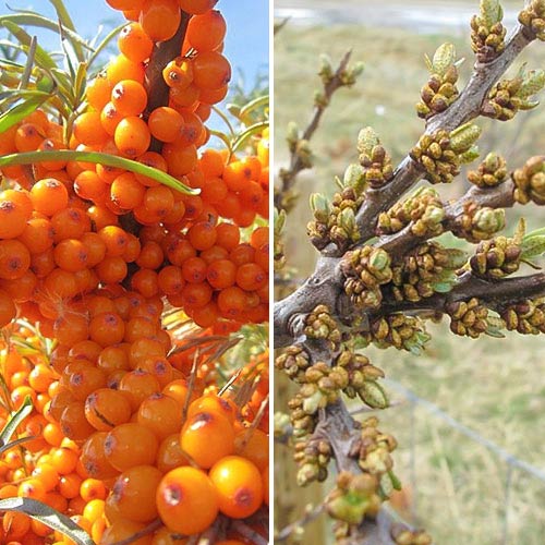 Champion Homoktövis: 1 db hím + 1 db nőstény kép 1 termék 9252