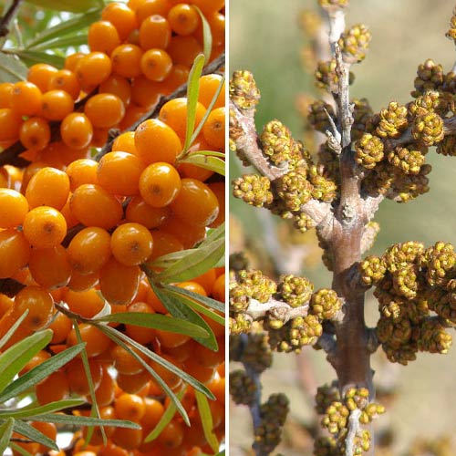 Orange Force Homoktüvis: 1 db hím + 1 db nőstény kép 1 termék 9253