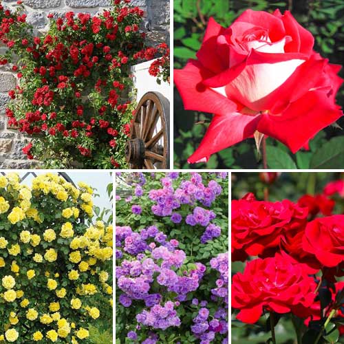 Akciós csomag! Top Garden rózsák, 5 fajtából álló készlet termék fotó 1 Akciós csomag! Top Garden rózsák, 5 fajtából álló készlet kép 1 termék 5210