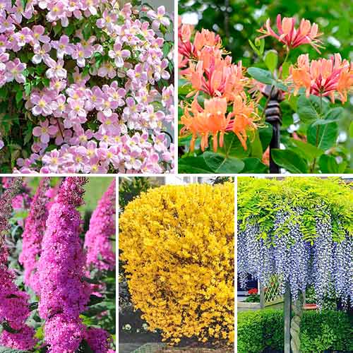 Hihetetlen ajánlat! Virágzó söványek, 5 fajtából álló készlet kép 1 termék 4815