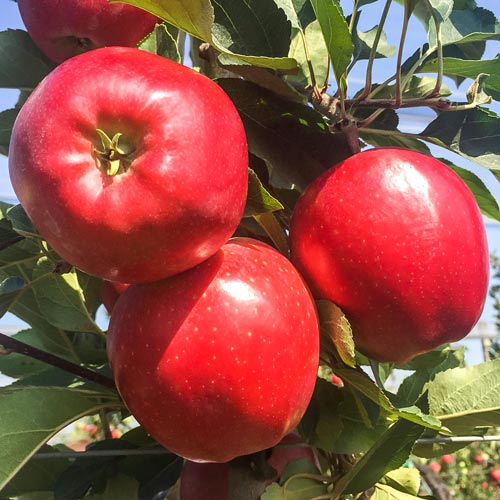 Almafa Gala Lord kép 1 termék 7974