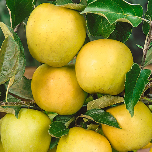 Almafa Golden Reinders, C2 kép 1 termék 1634
