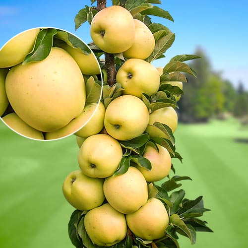 Almafa oszlopos StarGold®, C2 kép 1 termék 1643