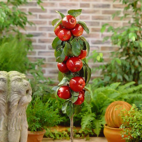 Almafa oszlopos Red River, С2 kép 1 termék 1951