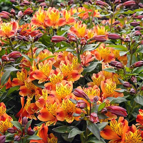 Alstroemeria Indian Summer® Tesronto, С2 kép 1 termék 8284