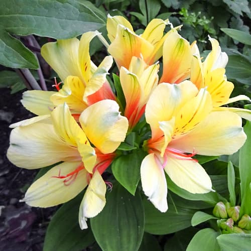 Alstroemeria Spring Valley® Tesvalsprin, С2 kép 1 termék 5457
