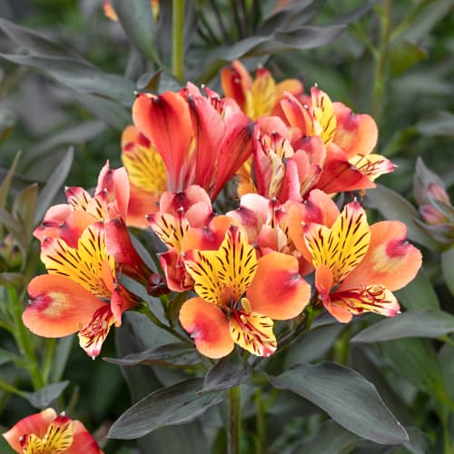 Alstroemeria Summer Breeze® Tessumbre, С2 kép 1 termék 5458