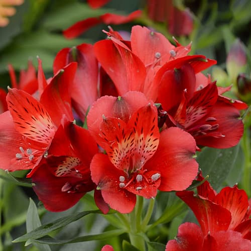 Alstroemeria Summer Pepper® Tessumpep, С2 kép 1 termék 5459