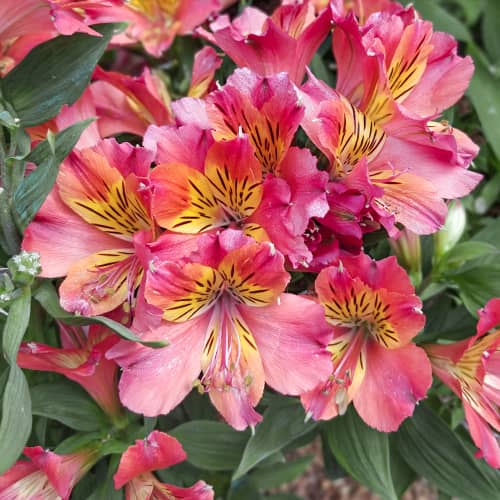 Alstroemeria Valley Girl® Tesvalgirl, С2 termék fotó 1 Alstroemeria Valley Girl® Tesvalgirl, С2 kép 1 termék 5460