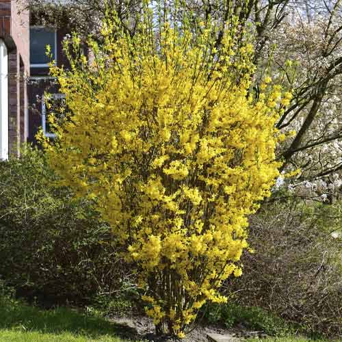 Aranyfa Goldrausch, C3 termék fotó 1 Aranyfa Goldrausch, C3 kép 1 termék 8536