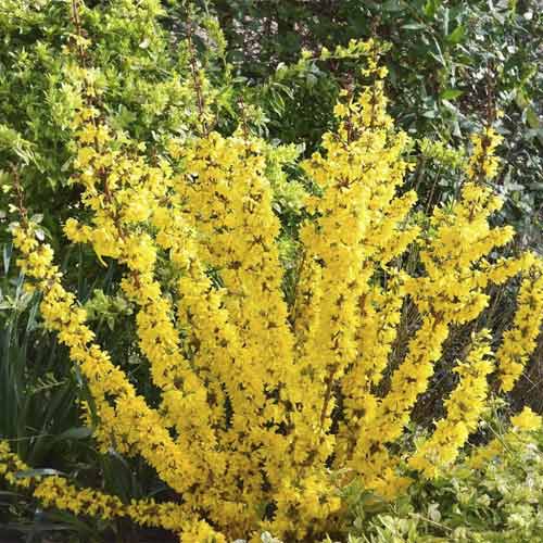 Aranyfa Mikador PBR, C3 termék fotó 1 Aranyfa Mikador PBR, C3 kép 1 termék 8537