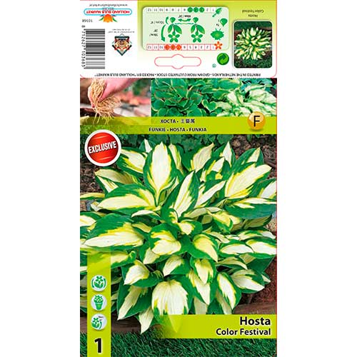 Árnyékliliom (Hosta) Color Festival kép 1 termék 76275