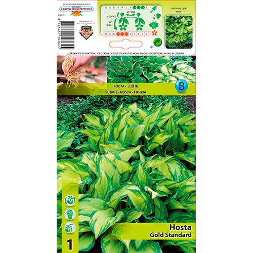 Árnyékliliom (Hosta) Gold Standard kép 1 termék 76277