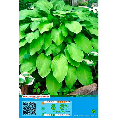 Árnyékliliom (Hosta) Honeybells kép 1 termék 70467