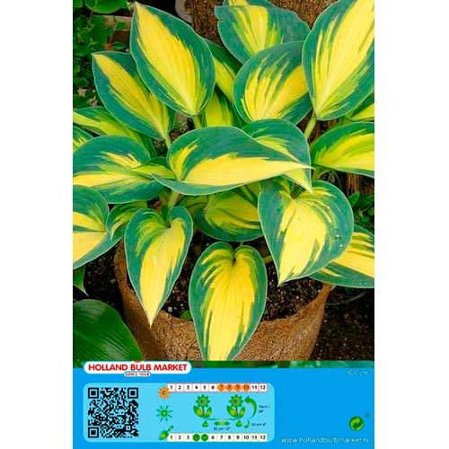Árnyékliliom (Hosta) Remember Me kép 1 termék 76461