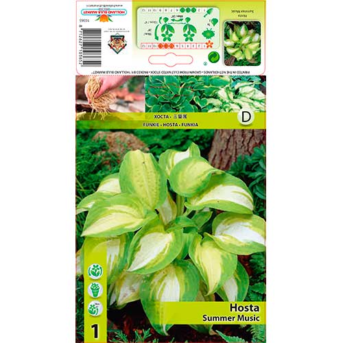 Árnyékliliom (Hosta) Summer Music kép 1 termék 76278