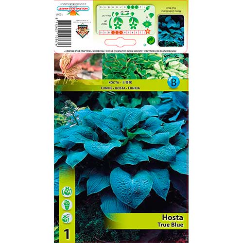 Árnyékliliom (Hosta) True Blue kép 1 termék 76279