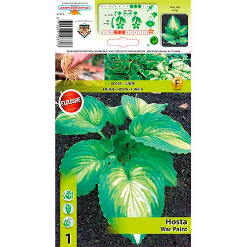 Árnyékliliom (Hosta) War Paint kép 1 termék 76620