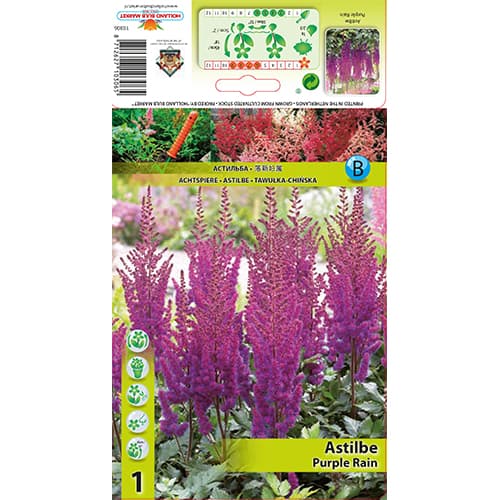 Astilbe Purple Rain kép 1 termék 77830
