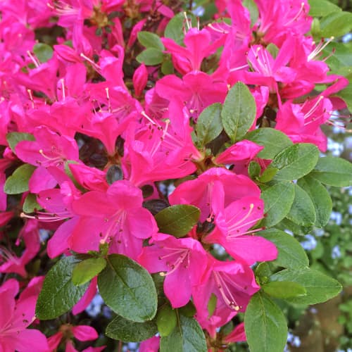 Azálea Geisha Purple kép 1 termék 9554