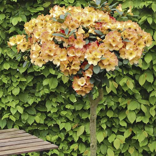 Azálea Goldtopas, C6 kép 1 termék 7711