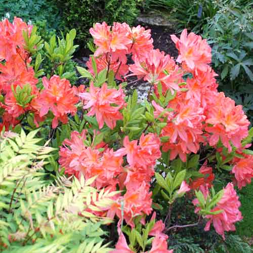 Azálea Parkfeuer termék fotó 1 Azálea Parkfeuer kép 1 termék 4799