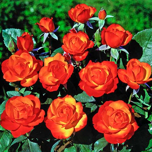 Rózsák futó Tempi Moderni ®, C5 kép 1 termék 5492