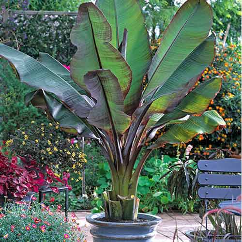 Banán Maurelli termék fotó 1 Banán Maurelli kép 1 termék 77810