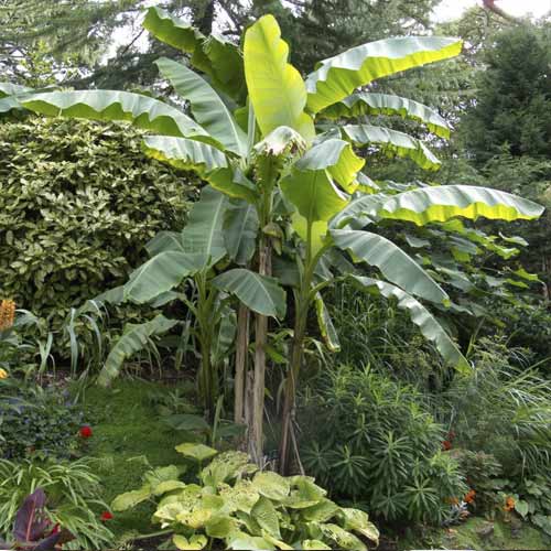 Banán (Musa bajo), C7,5 termék fotó 1 Banán (Musa bajo), C7,5 kép 1 termék 8558