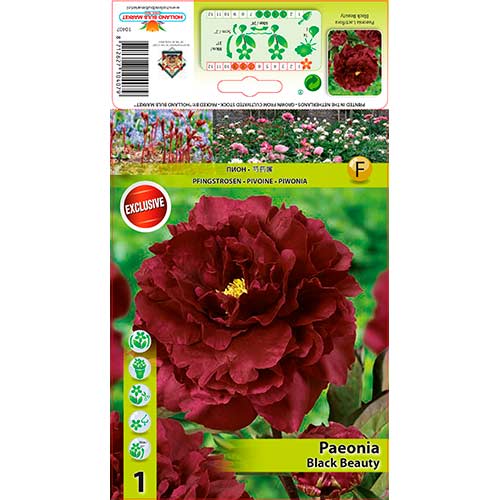 Bazsarózsa Black Beauty kép 1 termék 76335