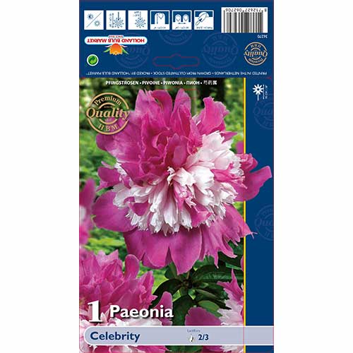 Bazsarózsa Celebrite kép 1 termék 76129