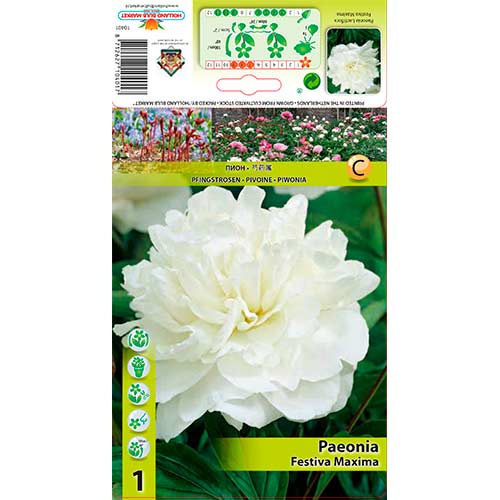 Bazsarózsa Festiva Maxima kép 1 termék 76337