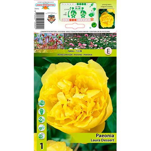 Bazsarózsa Laura Dessert termék fotó 1 Bazsarózsa Laura Dessert kép 1 termék 76614