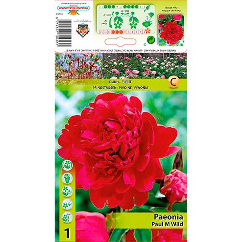 Bazsarózsa Paul M Wild kép 1 termék 76338