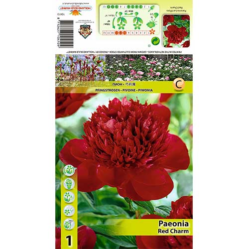 Bazsarózsa Red Charm termék fotó 1 Bazsarózsa Red Charm kép 1 termék 76132