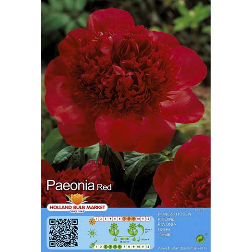Bazsarózsa Red termék fotó 1 Bazsarózsa Red kép 1 termék 76486